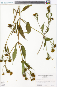 Bidens tripartita image