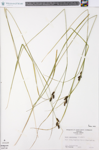 Carex caroliniana image