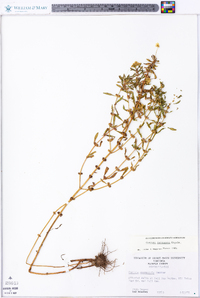 Cuscuta pentagona image