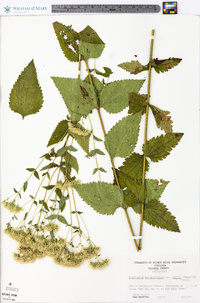 Eupatorium rotundifolium var. ovatum image