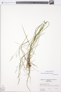 Festuca subverticillata image