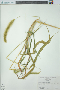 Setaria faberi image