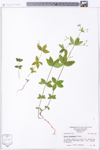 Galium circaezans image