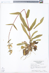 Penstemon australis image