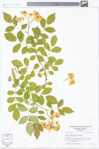 Rosa multiflora image