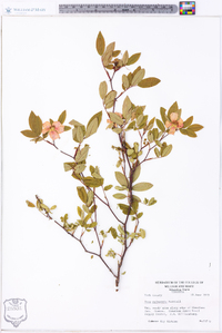 Rosa palustris image