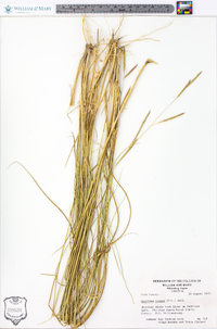 Spartina patens image