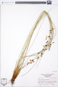 Juncus coriaceus image