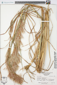 Andropogon glomeratus image