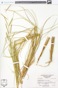 Spartina patens image