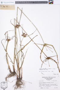 Cyperus echinatus image