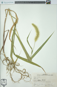 Setaria faberi image