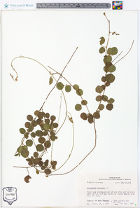 Desmodium lineatum image