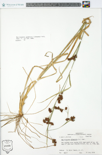 Rhynchospora glomerata image