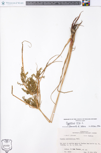 Cyperus iria image