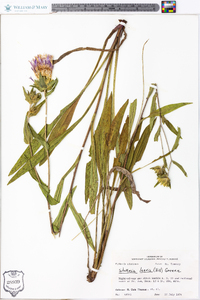 Stokesia laevis image