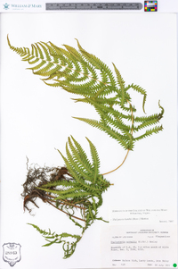 Thelypteris kunthii image