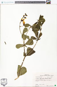 Baptisia bracteata var. laevicaulis image