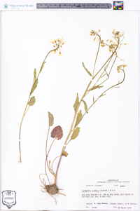 Cardamine bulbosa image