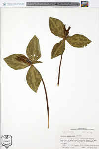 Trillium ludovicianum image