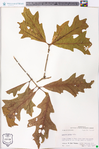 Quercus lyrata image