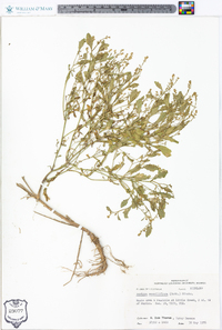 Rorippa sessiliflora image