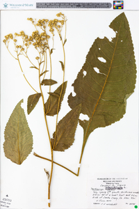 Parthenium integrifolium image