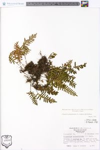 Polypodium polypodioides image