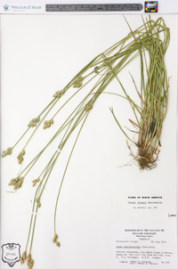 Carex longii image