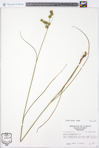 Juncus scirpoides image