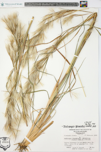 Andropogon glomeratus image