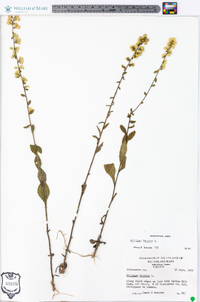 Solidago bicolor image