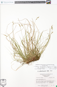 Carex emmonsii image