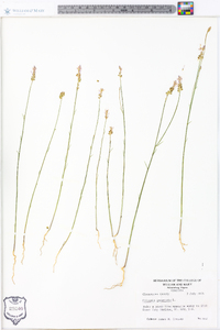 Polygala incarnata image