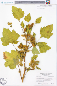 Xanthium strumarium var. strumarium image