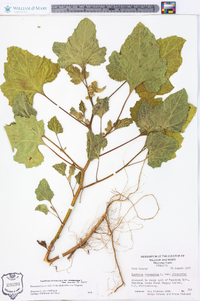 Xanthium strumarium var. strumarium image