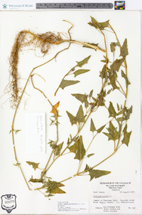 Atriplex prostrata image