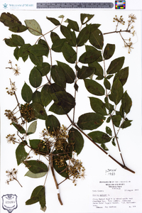 Aralia spinosa image