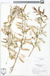 Salix caroliniana image