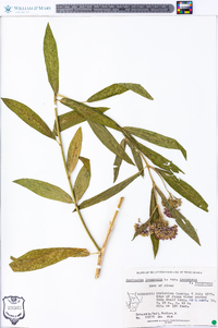 Asclepias incarnata subsp. incarnata image