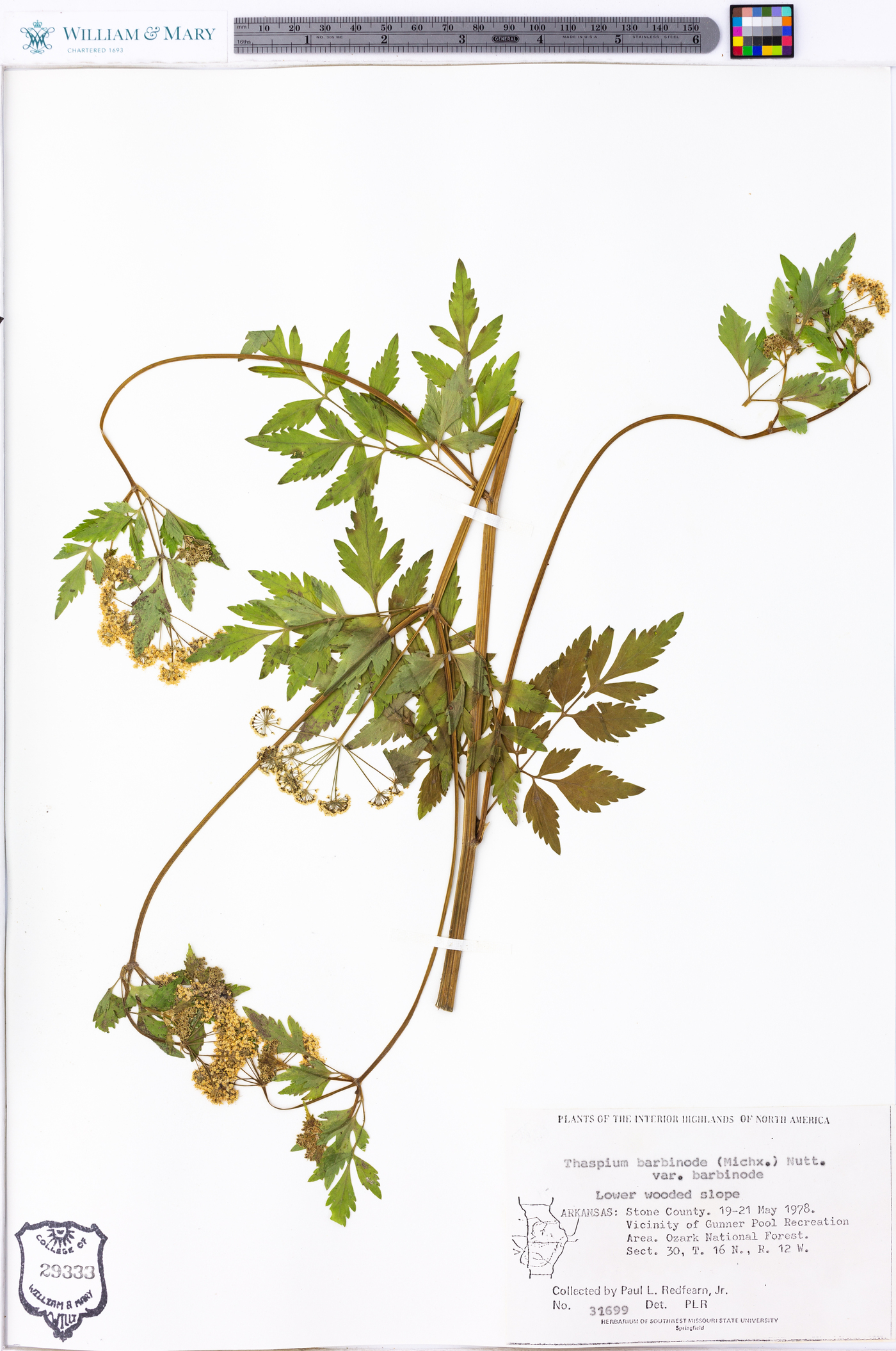 Thaspium barbinode var. barbinode image