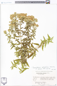 Pycnanthemum pilosum image