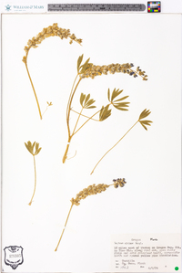 Lupinus minimus image