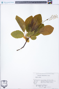 Cotinus americanus image