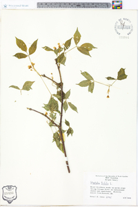 Staphylea trifolia image