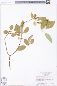 Forsythia × intermedia image