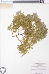 Thuja occidentalis image