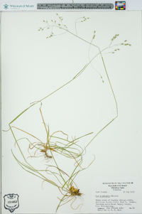 Poa autumnalis image