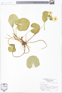 Caltha palustris image