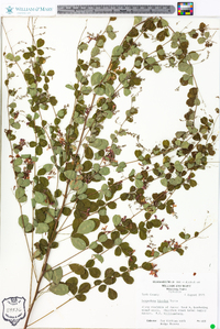 Lespedeza bicolor image